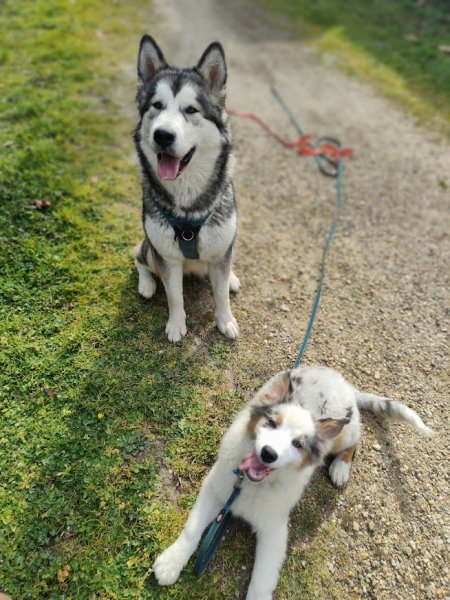 Pole Canin - photo 2