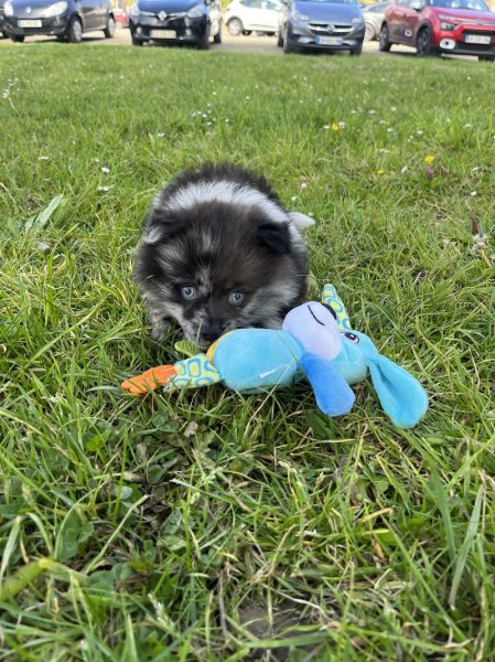 Elevage canin de La Marquetterie - photo 2