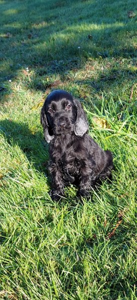 Elevage canin de La Marquetterie - photo 3