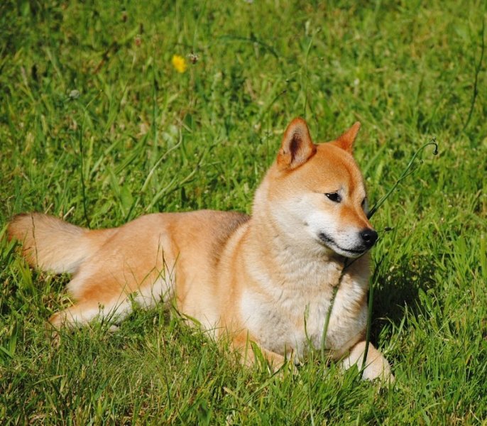 Isabelle Maguda - Bien avec son chien