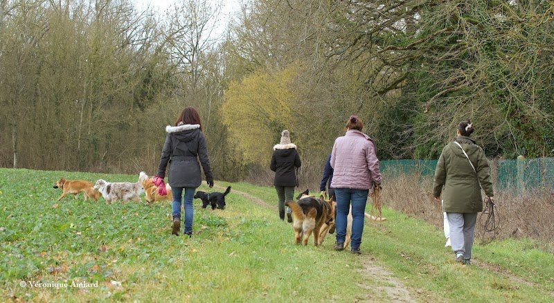 Isabelle Maguda - Bien avec son chien - photo 2
