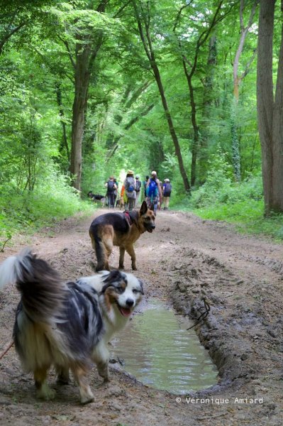 Isabelle Maguda - Bien avec son chien - photo 3