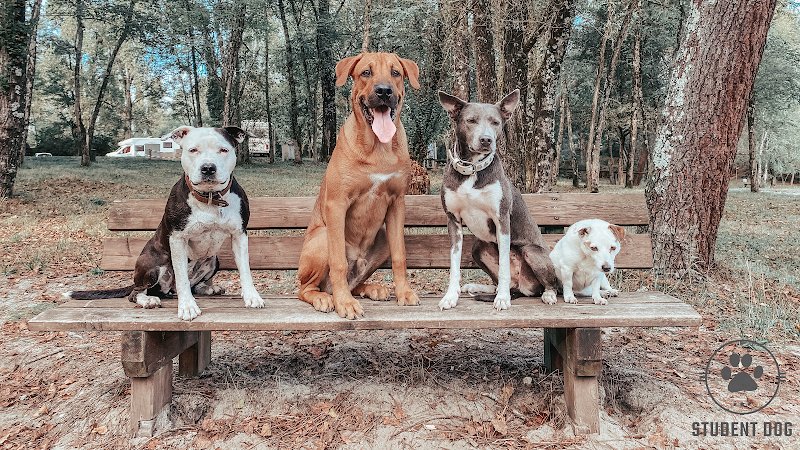 Student Dog - photo 1