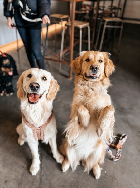 Student Dog - photo 2