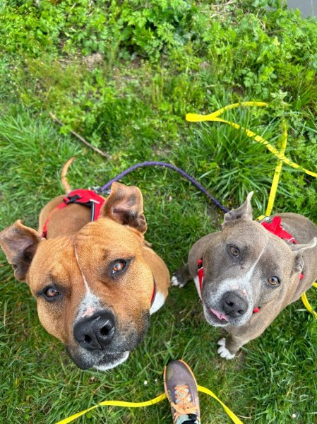 Student Dog - photo 3