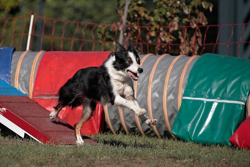 Twins Agility éducation canine - photo 1