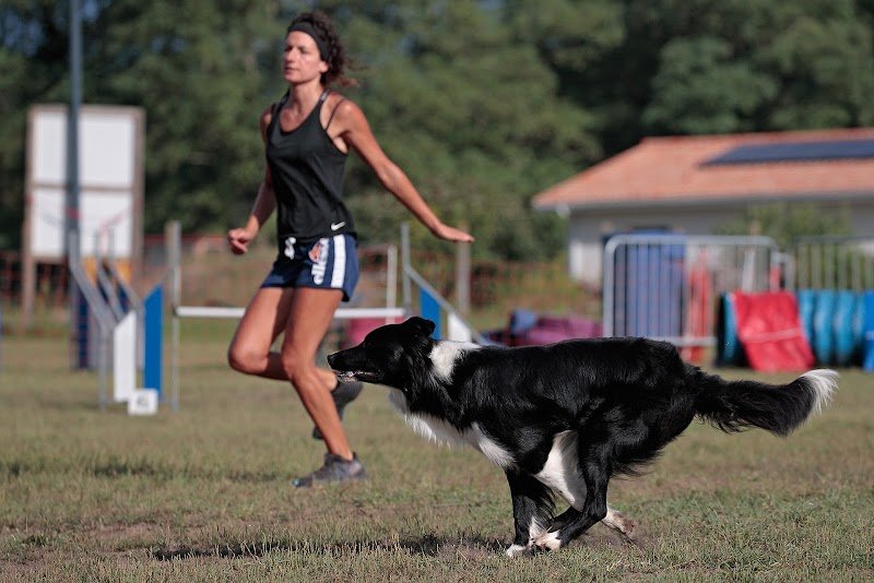 Twins Agility éducation canine - photo 2