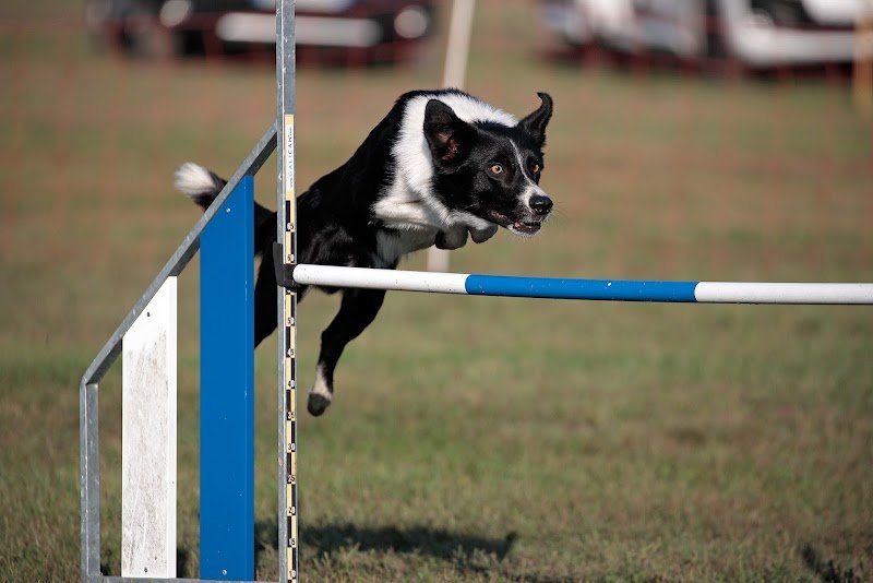 Twins Agility éducation canine - photo 3