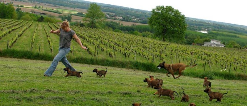 Éducation chien Gironde - photo 1