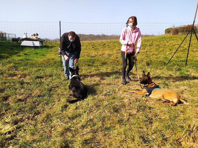 Éducation chien Gironde - photo 2
