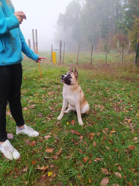 Éducation chien Gironde - photo 3