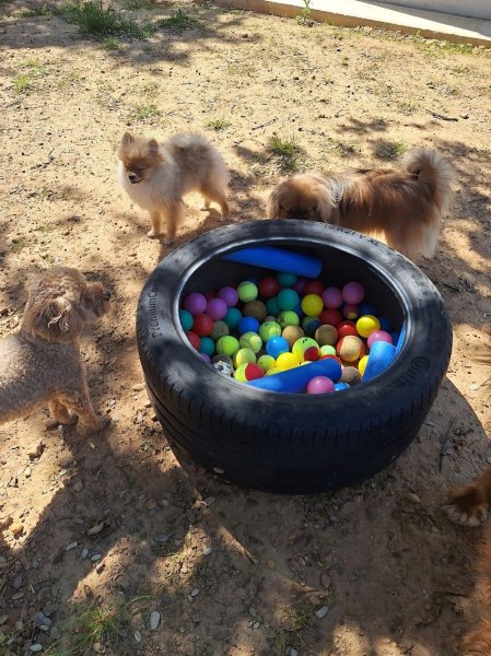 Education canine - Zoothérapie - Pension familiale pour petits chiens. DIALDOG - photo 2