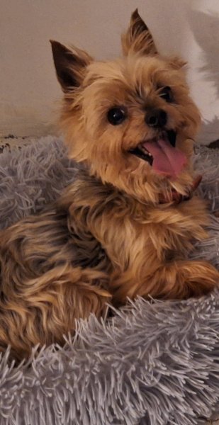 Education canine - Zoothérapie - Pension familiale pour petits chiens. DIALDOG - photo 3