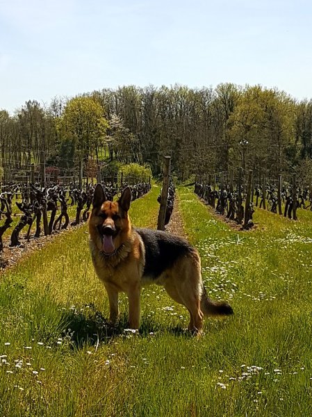 Élégance canine - photo 1