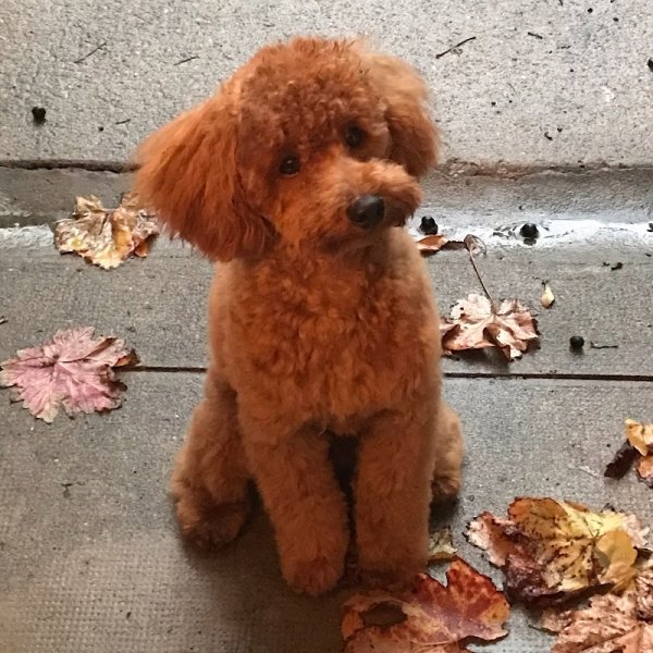 Élégance canine - photo 2