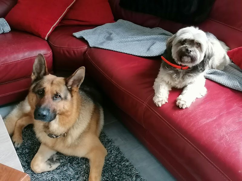 Élégance canine - photo 3