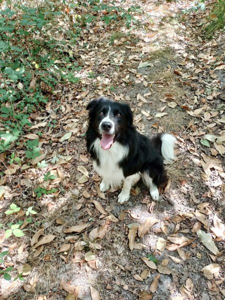 La Tribu des Poilus Coach Canin et Médiation - photo 2