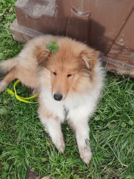 La Tribu des Poilus Coach Canin et Médiation - photo 3