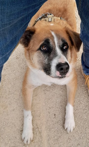 Feroce ECC - Educateur Comportementaliste Canin Mont de Marsan - photo 2