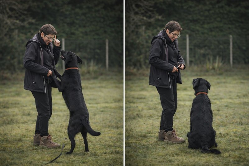 Good dog attitude - photo 2