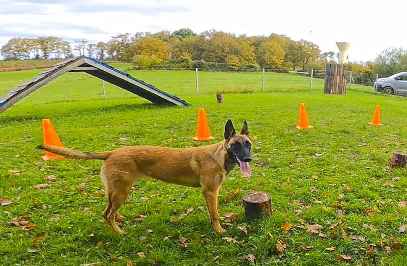 Educ ton chien éducateur canin Landes Gers Centre de formation prévention des risques canin et langage canin - photo 3