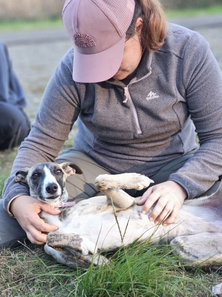 ECLPA - Education Canine Landes Pyrénées Atlantiques - photo 1