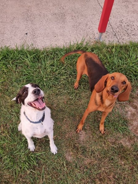 ECLPA - Education Canine Landes Pyrénées Atlantiques - photo 2