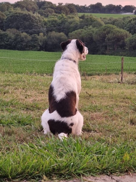 ECLPA - Education Canine Landes Pyrénées Atlantiques - photo 3