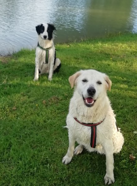 eric dubois educateur canin - photo 2