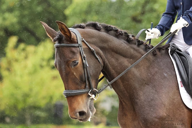 Atlantique Dressage - photo 2