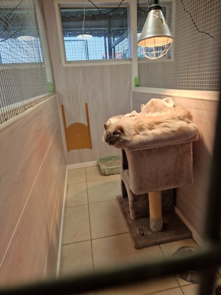 Pension canine et féline , ÉLEVAGE au Paradis d'Orsy - photo 2