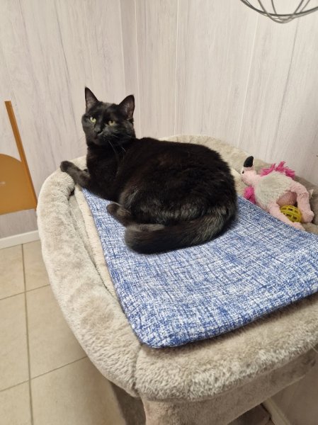 Pension canine et féline , ÉLEVAGE au Paradis d'Orsy - photo 3