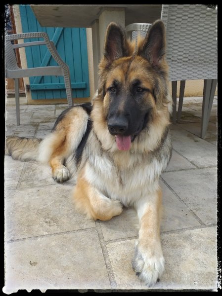 E-H-Ccanine. Éducatrice canin Virginie Lafontan - photo 1